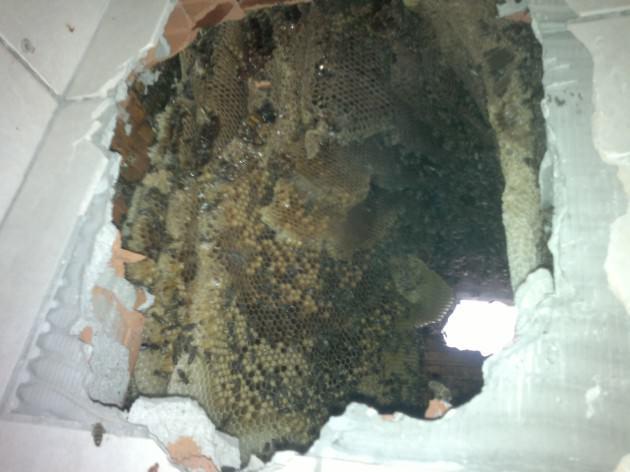 İstanbul İli Arı Yetiştiricileri Birliği evden çıkartılan 30 kg balı ev sahipleri ile apartman sakinlerine dağıtırken evdeki 200 bin arının ise kovanlar aracılığı ile naklini gerçekleştiriyor.