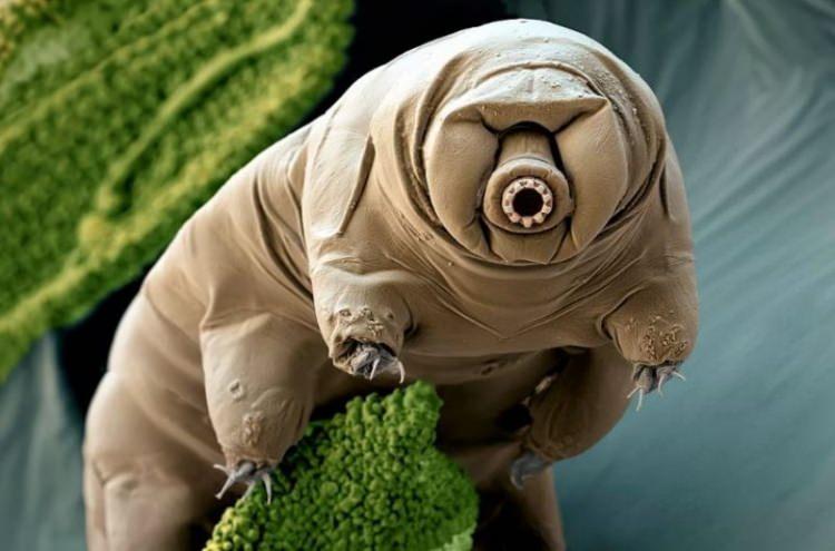 <p>3. Japon bilim insanları 30 yıl önce dondurdukları 'su ayısını' tekrar canlandırdı</p>

<p> </p>
