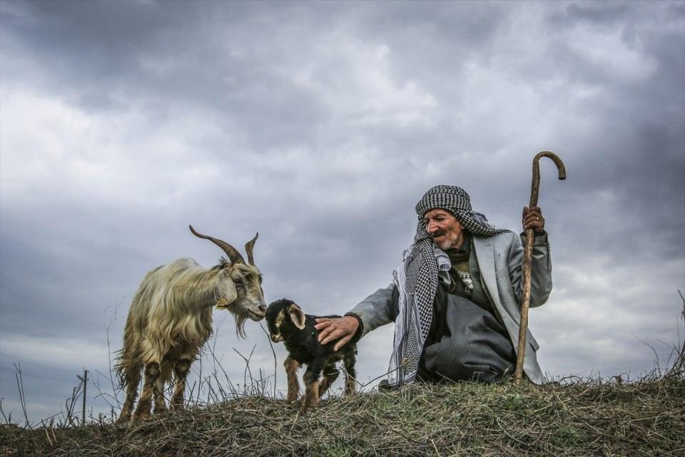 <p>Türkiye'de küçükbaş hayvan varlığı bakımından ilk sıralarda yer alan Van'da, "baharın müjdecisi" olarak kabul edilen kuzu ve oğlak doğumları oldu. Küçükbaş hayvancılığın yoğun olarak yapıldığı ve Türkiye'nin güzel meralarına sahip Van'ın Gevaş ilçesinde, dünyaya gelen oğlaklar çiftçinin yüzünü güldürdü. </p>
