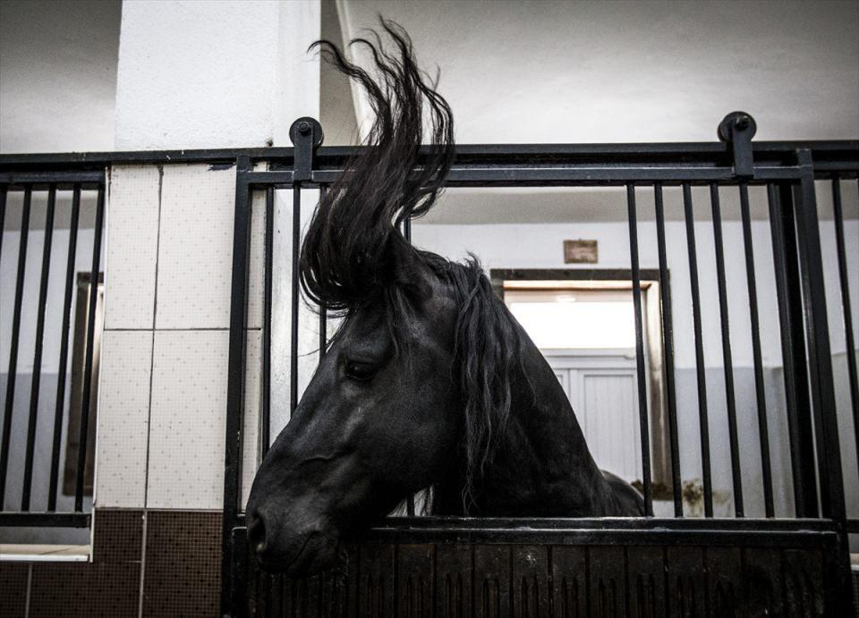 <p>Nevşehir'de Jandarma Genel Komutanlığı Jandarma At ve Köpek Eğitim Merkezi (JAKEM) Komutanlığı'na bağlı Atlı Jandarma Bölük Komutanlığı'nca özel olarak seçilen atlar, görev bölgelerinde çevre faktörlerinden etkilenmemesi için merkezde bulunan istasyonlarda eğitiliyor. </p>