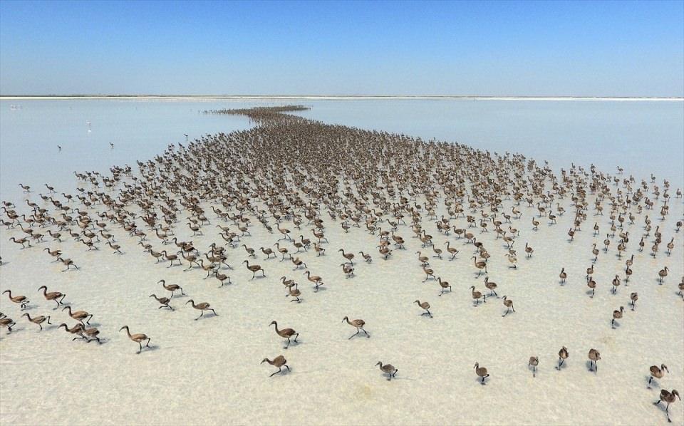 <p>Türkiye'nin ve Akdeniz havzasının en büyük flamingo kolonisine ev sahipliği yapan Tuz Gölü'nde binlerce flamingo yavrusu kuluçkadan çıktı. </p>