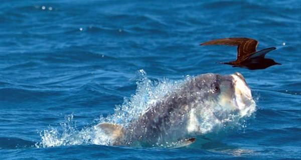 <p>Hint Okyanusu'na kıyısı bulunan Seyşeller'de çekim yapan ekip, yaklaşık 170 santim uzunluğunda dev bir kral balığının avlanma anına şahit oldu. </p>

<p> </p>

