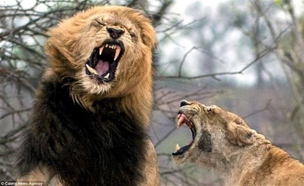 <p>Bir erkek ve dişi aslan, Güney Afrika'daki Kruger ulusal parkında şiddetli bir kavgaya tutuşurken fotoğraflandı. </p>

<p> </p>

<p> </p>
