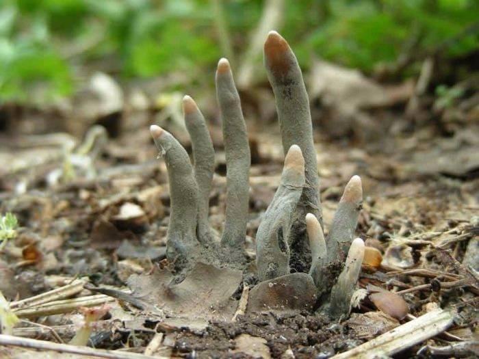 <p><strong>Ölü Adamın Parmakları</strong></p>
<p>Xylaria polymorpha, (ölü adamın parmakları) olarak bilinen bir mantar türü. Nadir bulunan bu mantar türü görüntüsüyle herkesi ürkütüyor.</p>