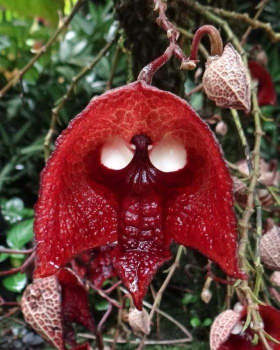 <p><strong>Aristolochia Salvadorensis</strong></p>
<p>Kanlı bir kuru kafaya benzeyen "Aristolochia Salvadorensis" bitkisi korkunç olduğu kadar da zehirli.</p>