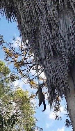 <p>3 metrelik bir piton palmiye ağacında yakaladığı keseli sıçanı yukarı çekmeye çalışıyor.</p>

