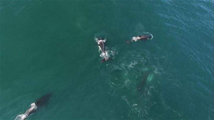 <p>Mikhail Korostelev tarafından görüntülenen olayda, katil balinalar, diğer balinaya saldırıyor ve onu birkaç dakika içinde etkisiz hale getiriyorlar. </p>
