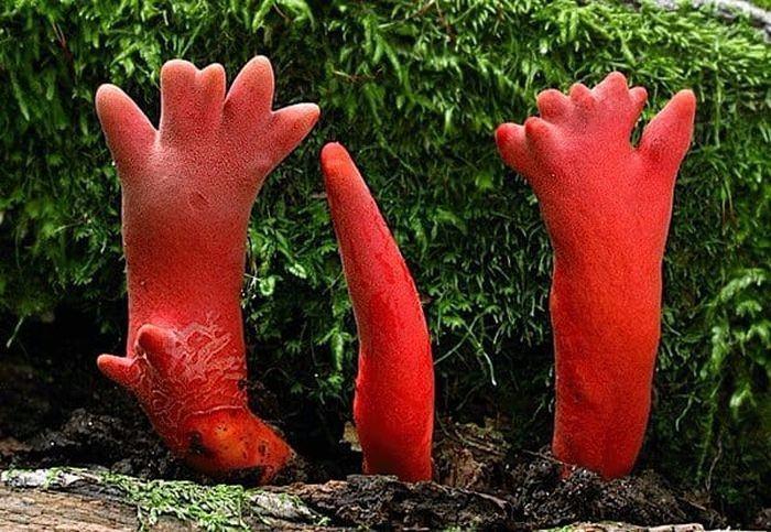 <p><strong>Podostroma Cornu-damae</strong></p>

<p>Japonya topraklarında yetişen ölümcül kırmızı mantarlar, bilimsel adıyla "Podostroma Cornu-damae."</p>
