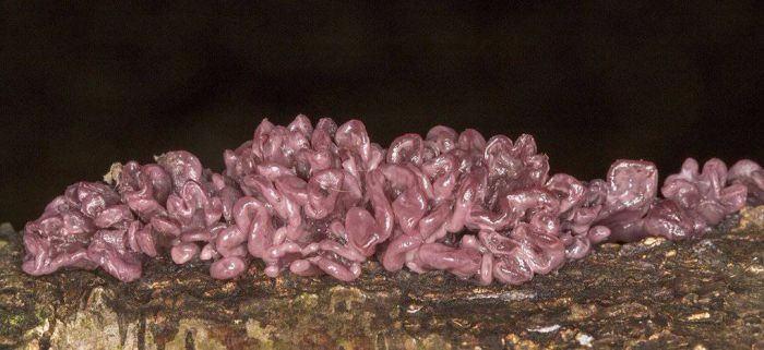 <p><strong>Ascocoryne sarcoides mantarları</strong></p>

<p> </p>

<ul>
</ul>

<ul>
</ul>
