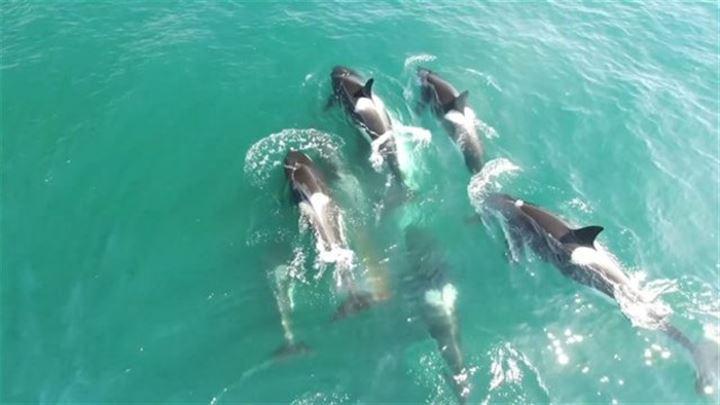<p>Ava çıkan bir grup aç katil balina, minke balinasını gözlerine kestirdi ve amansız mücadele başladı.</p>
