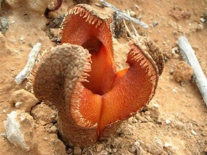 <p>Hydnora Africana<br />
Bu kadar bitki arasında en korkutucu olanı, pirananın bitki versiyonu olan bu etobur bitki muhtemelen... Aynı zamanda kendisi büyük bir parazit. Fotosentesez yapmıyor, yanındaki bitkilerden mineral çalıyor.</p>
<p> </p>