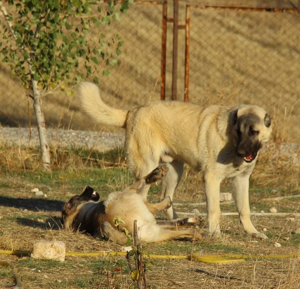 <p>Yaklaşık 2 yıl önce Sivas'ta düzenlediği mitingin ardından Sivas Belediyesi tarafından iki adet yavru Kangal köpeği hediye edilen Cumhurbaşkanı Recep Tayyip Erdoğan, daha sonra Sivas'tan iki yavru Kangal köpeği daha aldı. Çoban köpeği olarak bilinen Kangal köpekleri, koruma iç güdüsüyle sürüsünü ve bulunduğu alanı korumasıyla biliniyor.</p>

<p> </p>
