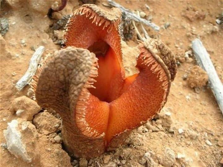 <p>Hydnora Africana türündeki bu bitki aslında bir parazit. Oksijen üretmiyor, yanındaki bitkilerden mineral çalıyor. Aynı zamanda etobur olan bu bitki için pirananın bitki versiyonu diyebilirsiniz. </p>
