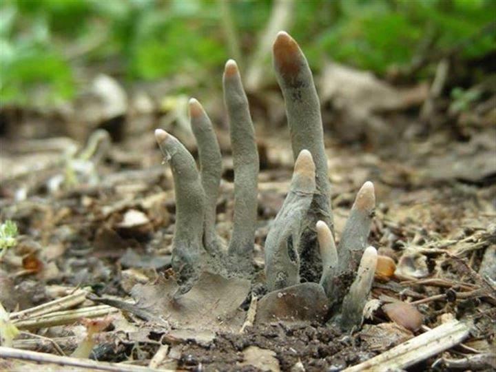 <p>Xylaria polymorpha (ölü adamın parmakları) olarak bilinen bir mantar türü. Nadir bulunun bu mantar görüntüsü ile korkuya sebep oluyor. </p>

<p> </p>
