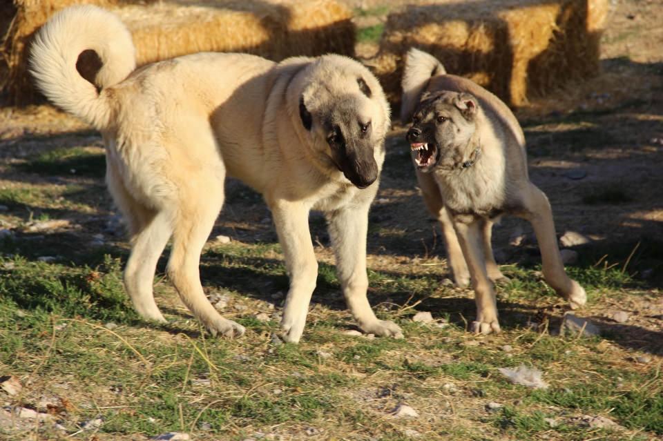 <p>Sivas'ta yetiştirilen dünyaca ünlü 'Anadolu Aslanı' olarak bilinen Kangal köpekleri Cumhurbaşkanlığı külliyesinin korumaya talip oldu. Kangal köpeği yetiştiricisi Hüseyin Yıldız, "Kangal köpeklerinin koruma gücünü tespit edip Külliye'de bu düşüncemizi hayata geçirmeyi hayal ediyoruz. </p>
