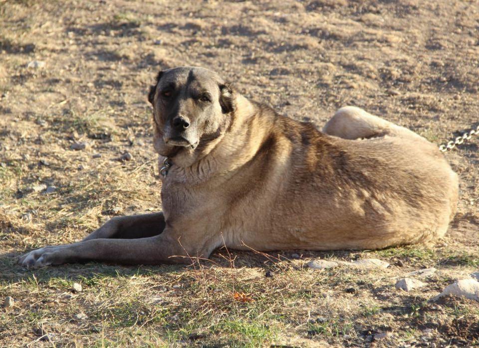 <p>Kangal köpeği yetiştiricisi Hüseyin Yıldız, Kangal köpeğinin dünyanın en yüksek kabiliyetli koruma köpeği olduğunu belirterek, "Çünkü kangal köpeği sahibine bağlılığı, yediği yere bağlılığı, koruması ve ait olduğu tüm bölgenin hakimi olmanın keyfini üst düzey anlamında yerine getirir. Bu vazgeçilmezdir. </p>
