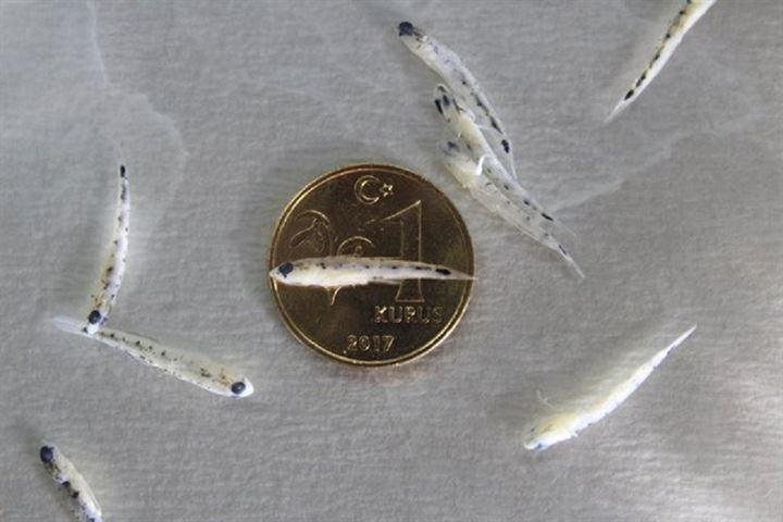 <p>Kaya balıkları grubuna giren ‘nano balığının’ doğadaki rolleri, diğer balıkların yem balığı olmak. </p>
