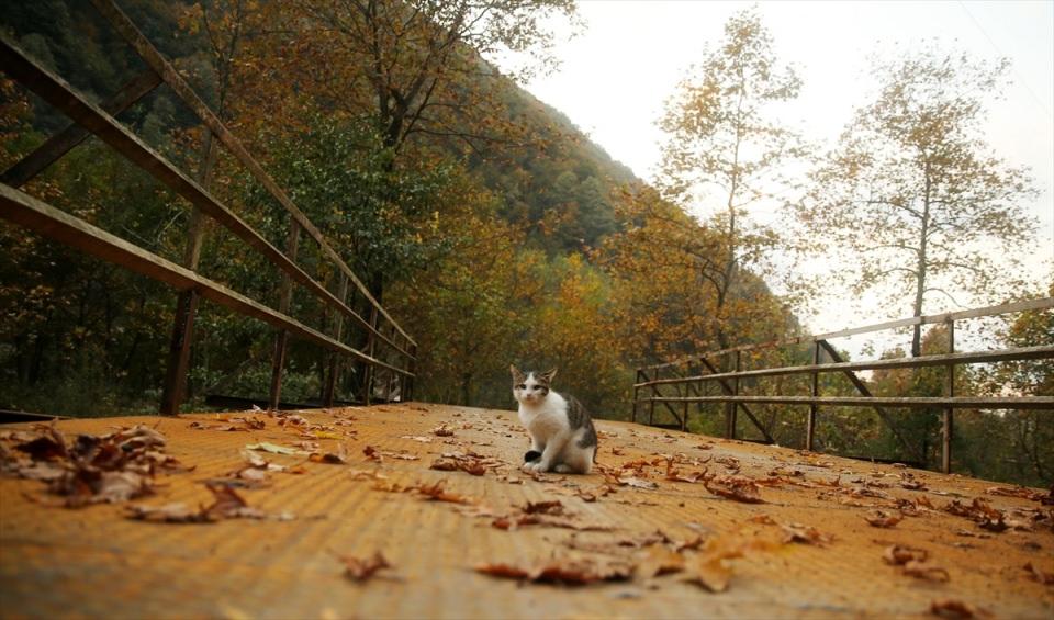 <p>DÜZCE</p>
