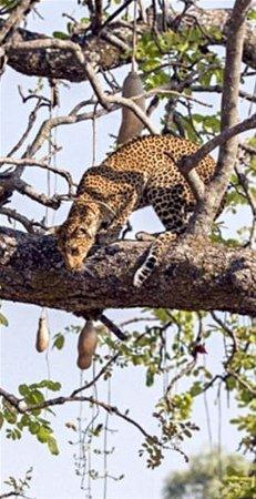 <p>Bu fotoğraflar Zambiya'nın Luangwa Ulusal Parkı'nda Peter Geraerdts tarafından çekildi.</p>

<p> </p>
