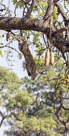 <p>Büyük bir sabırla avını bekleyen leopar, doğru zamanda saklandığı ağaçtan erkek impalanın üzerine atlıyor.</p>

<p> </p>
