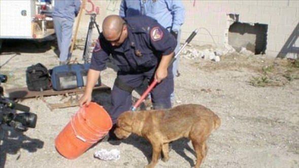 <p>Uzun süre hareketsiz kalan ve sürekli bağıran köpek susuzluktan halsiz düşmüştü. İnternette paylaşılan bu fotoğraflarda kurtarılmadan önce merakları nedeniyle başlarını belaya sokan hayvanlar görülüyor.</p>
<p> </p>