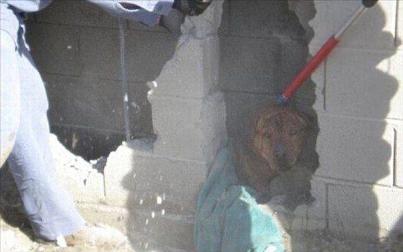 <p>Çevredekiler, uzun arayışlardan sonra köpeği bularak yardım ekibi çağırdılar. 4 saat süren çalışmanın ardından duvarın yıkılmasıyla talihsiz köpek özgürlüğüne kavuştu.</p>

<p> </p>
