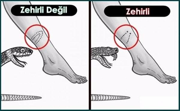 <p>2 diş izi gördüyseniz, bilin ki yılan zehirlidir ama sıralı dişler yılanın zehirli olmadığını gösterir. </p>

<p> </p>
