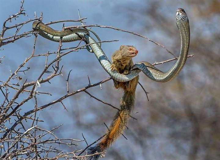 <p>Zehirli bir yılanın avlamak istediği Firavun faresi öyle bir mücadele verdi ki avken avcı oldu ve yılanı etkisiz hale getirmeyi başardı. İşte nefes kesen mücadelenin anbean görüntüleri.</p>
