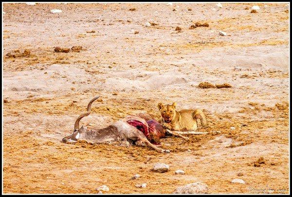 <p>Namibya’nın Etosha Ulusal Parkı’nda, avını korumaya çalışan dişi bir aslan ve sırtlanlar karşı karşıya gelince tan bir kıyamet koptu. </p>

<p> </p>
