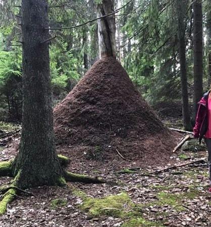 <p>İsveç'te 2,2 metre yüksekliğe ulaşmış karınca yuvası.</p>
