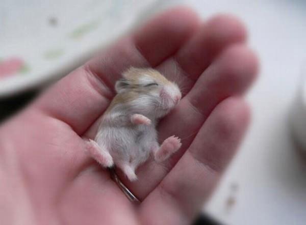 <p>6- Hamster</p>
