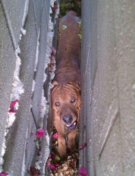 <p>İki duvar arasından geçmeye çalışırken sıkışan bu talihsiz köpek, çaresizce havlayarak yardım istedi.</p>

<p> </p>

