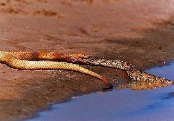 <p>Fotoğrafçı Piet Heymans Afrika doğal parklarından birinde uzunluğu 5 metreye kadar çıkan, kemirgen, kertenkele, leş ve yılanla beslenen bir kobra yılanının av sahnesine şahit oldu...</p>
