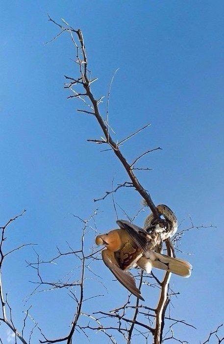 <p>Yakaladığı kuşu sıkıca saran piton boğarak öldürdü.</p>