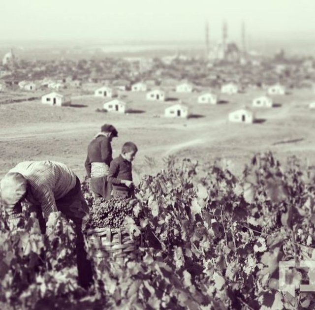 <p>Eski Edirne'de Üzüm Bağları</p>
