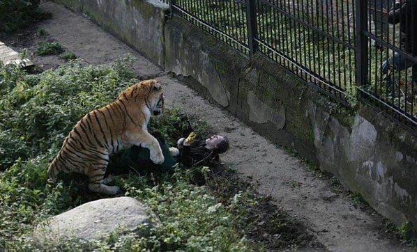 <p>Rusya'da bir kadın hayvan bakıcı bir kaplan tarafından saldırıya uğradı. Kaplanın kafesinde yakaladığı kadın, ziyaretçilerin korku dolu bakışları arasında dakikalarca kurtulmaya çalıştı.</p>

<p> </p>
