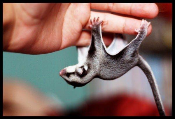 <p>10- Sugar Glider</p>
