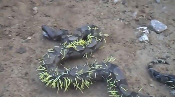<p>Brezilya'da bir yılan kirpiye saldırıp yemeye çalıştıktan sonra acılar içinde kıvranırken görüntülendi.</p>

<p> </p>
