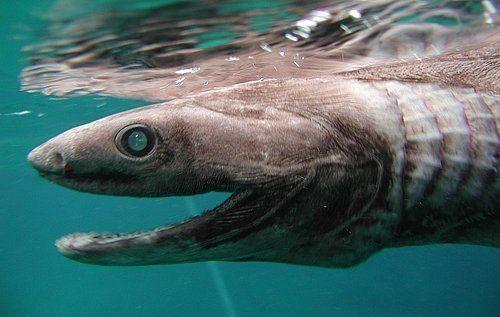 <p>Avrupa Birliği adına, ticari balıkçılığın daha sağlıklı hale getirilmesi üzerine araştırma yapan bir ekip fırfırlı köpekbalığına, Portekiz'in Algarve kıyılarında rastladı.</p>

<p> </p>
