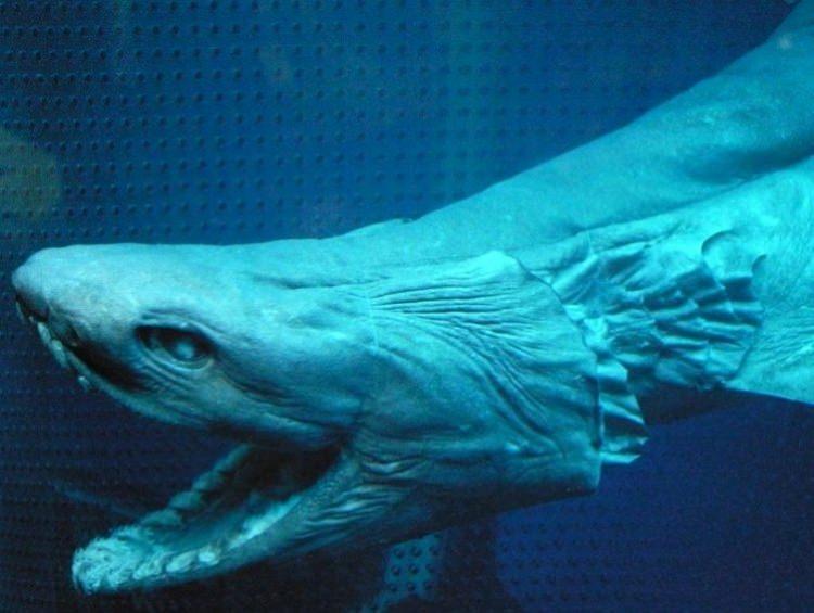 <p>Çok nadir olarak ele geçirilen fırfırlı köpekbalığı denen bu türün 80 milyon yıldır evrime uğramadığı ve dinozorlar zamanından beri aynı vücut yapısına sahip olduğu açıklandı.</p>

<p> </p>
