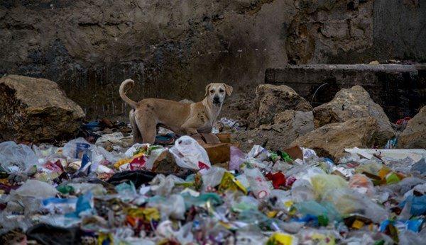 <p>Syed Umer Hasan'ın 'Karaçi'de vahşi yaşam' isimli fotoğrafı Pakistan'da bulunan Karaçi gibi hızlı büyüyen şehirlerdeki çöp kirliliği ve sokak köpekleri sorunlarını ele alıyor.</p>

<p> </p>
