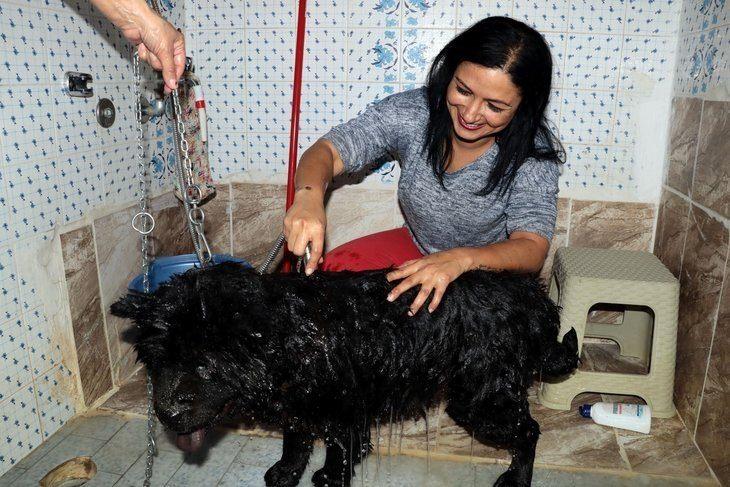 <p>Köpeğin ilk haliyle şimdiki hali arasında çok büyük farklar olduğunu dile getiren Küçük, sevgi ve doğru tedaviyle onu yeniden hayata bağlamanın mutluluğunu yaşadığını belirtti.</p>
<p> </p>
