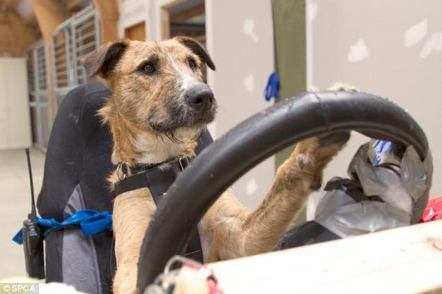 <p>Yeni Zelanda’da, bir merkezde birkaç ay süreyle özel eğitime alınan 3 köpeğe otomobil kullanmaları öğretildi.</p>