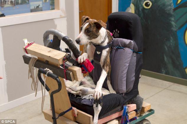 <p>Uzmanları, eğitimin ilk 5 haftalık bölümünde köpeklere sürücü koltuğunda düzgün oturma, vites kullanma ve direksiyon hakimiyetini öğrettiklerini daha sonra eğitimin özel maket araçlarda sürdürüldüğünü bildirdi.</p>
<p> </p>