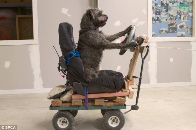 <p>Köpeklerin eğitim sonunda direksiyon başına geçerek gerçek otomobil kullanacakları açıklandı. </p>
<p> </p>