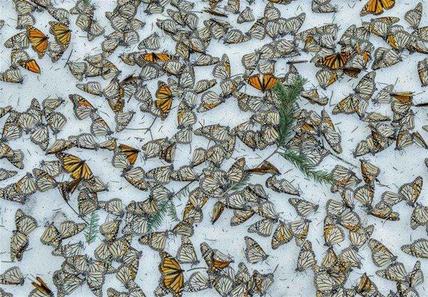 <p>Şiddetli kar fırtınası sebebiyle ölen kelebekler. Jaime Rojo'nun fotoğrafı.</p>

<p> </p>
