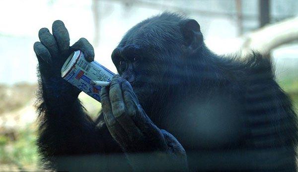 <p>Bu maymunun yeteneği bununla bitmiyor. Sakız çiğneyebiliyor, bir eliyle sigara içerken diğer eliyle bira içebiliyor. Tıpkı bir insanın yapabildikleri gibi...</p>

<p> </p>
