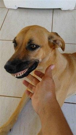 <p>Lucas Alves Magalhaes köpeğin gezmeden gelinceki halini görüp kahkahalara boğuldu. </p>

<p> </p>
