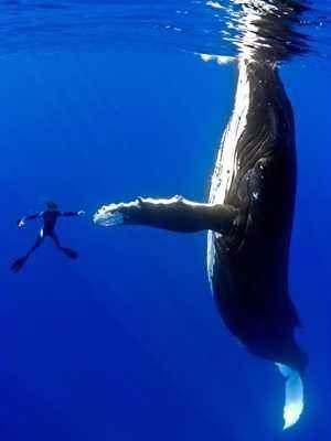 <p>2009'da kameraman Marco Queral, 16 metre uzunluğundaki dişi bir balinanın Hawaii açıklarında birçok fotoğrafını çekti. Bu fotoğraf ise Queral'in bir dalgıç arkadaşı tarafından çekildi ve resimdeki de Marco Queral'dir. Fotoğrafta balinaya dokunmaya çalışan Marco'ya, balina da yüzgecini uzatarak cevap veriyor.</p>

<p> </p>
