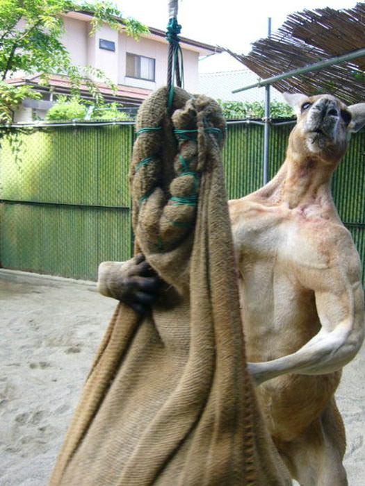<p>Görüntülerde spor yapan insanların kaslarına sahip bir kanguru görülüyor.</p>

<p> </p>
